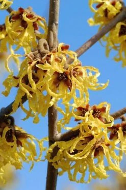 Arnold Promise Witch Hazel - 3 Gallon Pot -Home Bloom Garden hamamelis intermedia arnolds promise witch hazel 1