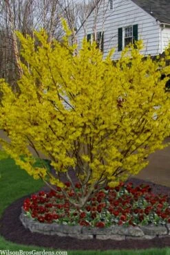 Arnold Promise Witch Hazel - 3 Gallon Pot -Home Bloom Garden hamamelis intermedia arnolds promise witch hazel 4