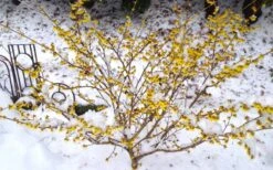 Arnold Promise Witch Hazel - 3 Gallon Pot -Home Bloom Garden hamamelis intermedia arnolds promise witch hazel 5