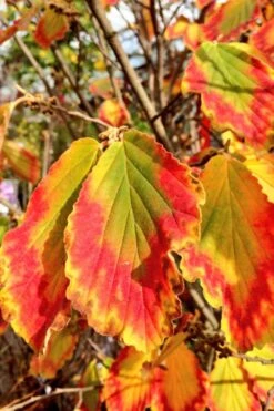 Arnold Promise Witch Hazel - 3 Gallon Pot -Home Bloom Garden hamamelis intermedia arnolds promise witch hazel 7