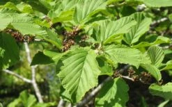 Arnold Promise Witch Hazel - 3 Gallon Pot -Home Bloom Garden hamamelis intermedia arnolds promise witch hazel 8