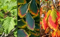 Arnold Promise Witch Hazel - 3 Gallon Pot -Home Bloom Garden hamamelis intermedia arnolds promise witch hazel 9