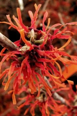 Diane Red Witch Hazel (Hamamelis X Intermedia) - 7 Gallon Pot -Home Bloom Garden hamamelis intermedia diane witch hazel 2