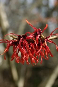 Diane Red Witch Hazel (Hamamelis X Intermedia) - 7 Gallon Pot -Home Bloom Garden hamamelis intermedia diane witch hazel 4