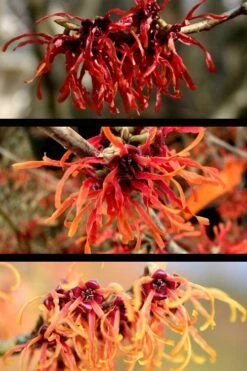 Diane Red Witch Hazel (Hamamelis X Intermedia) - 7 Gallon Pot -Home Bloom Garden hamamelis intermedia diane witch hazel 5