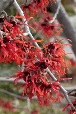 Diane Red Witch Hazel (Hamamelis X Intermedia) - 7 Gallon Pot -Home Bloom Garden hamamelis intermedia diane witch hazel 6