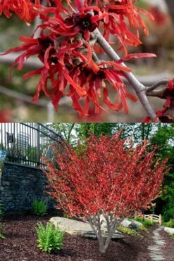 Diane Red Witch Hazel (Hamamelis X Intermedia) - 7 Gallon Pot -Home Bloom Garden hamamelis intermedia diane witch hazel 8