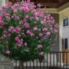 Lucy Rose Of Sharon (Single Trunk Tree) - 7 Gallon Pot (4-5') -Home Bloom Garden hibiscus syriacus lucy rose of sharon tree 2