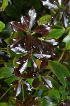 Purple Glaze Star Japanese Anise (Illicium Anisatum 'Muraski No Sato') - 3 Gallon Pot -Home Bloom Garden illicium anisatum murasake no sato purple glaze 5