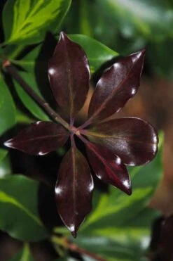 Purple Glaze Star Japanese Anise (Illicium Anisatum 'Muraski No Sato') - 3 Gallon Pot -Home Bloom Garden illicium anisatum murasake no sato purple glaze 7