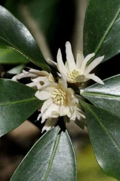 Purple Glaze Star Japanese Anise (Illicium Anisatum 'Muraski No Sato') - 3 Gallon Pot -Home Bloom Garden illicium anisatum murasake no sato purple glaze 9