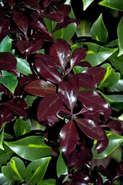 Purple Glaze Star Japanese Anise (Illicium Anisatum 'Muraski No Sato') - 3 Gallon Pot -Home Bloom Garden illicium anisatum purple glaze 3