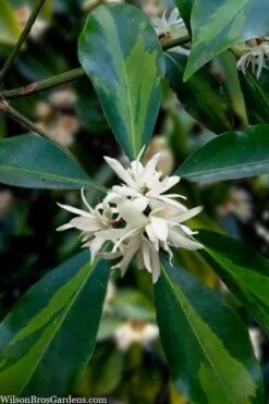 Purple Glaze Star Japanese Anise (Illicium Anisatum 'Muraski No Sato') - 3 Gallon Pot -Home Bloom Garden illicium anisatum purple glaze 5