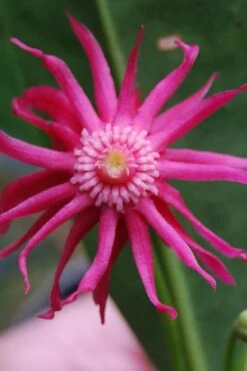 Woodland Ruby Anise (Illicium) - 3 Gallon Pot 16 Woodland Ruby Anise (Illicium) - 3 Gallon Pot -Home Bloom Garden illicium floridanum woodland ruby florida anise 11