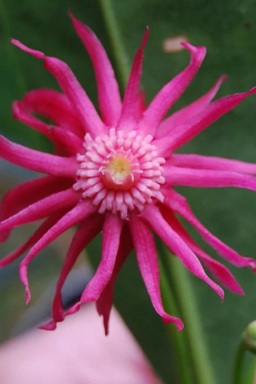 Woodland Ruby Anise (Illicium) - 3 Gallon Pot 9 Woodland Ruby Anise (Illicium) - 3 Gallon Pot - Image 7