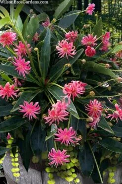 Woodland Ruby Anise (Illicium) - 3 Gallon Pot 14 Woodland Ruby Anise (Illicium) - 3 Gallon Pot -Home Bloom Garden illicium floridanum woodland ruby florida anise 13
