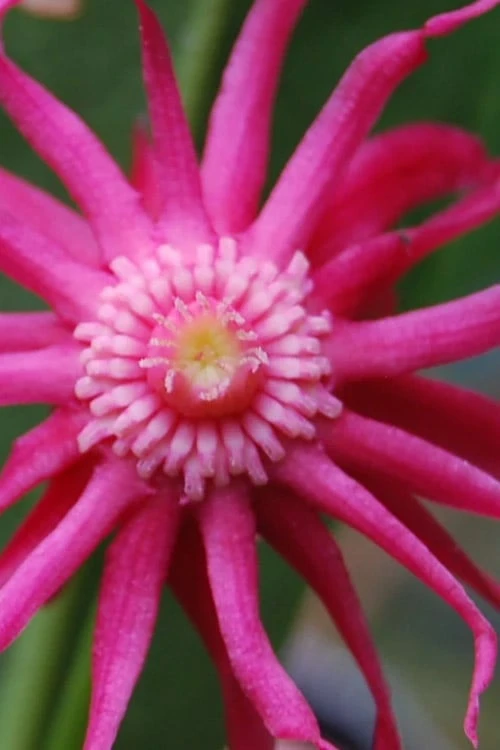 Woodland Ruby Anise (Illicium) - 3 Gallon Pot 10 Woodland Ruby Anise (Illicium) - 3 Gallon Pot - Image 8