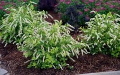Scentlandia Sweetspire (Itea Virginica) - 3 Gallon Pot -Home Bloom Garden itea virginica scentlandia virginia sweetspire 5