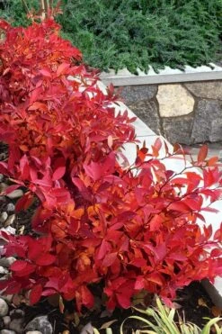 Scentlandia Sweetspire (Itea Virginica) - 3 Gallon Pot -Home Bloom Garden itea virginica scentlandia virginia sweetspire 7