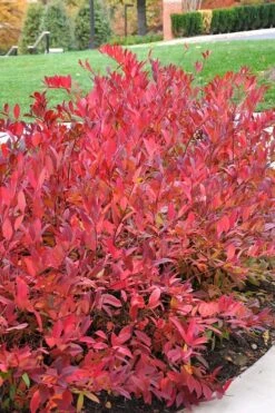 Virginia Sweetspire (Itea Virginica) - 1 Gallon Pot -Home Bloom Garden itea virginica virginia sweetspire 14