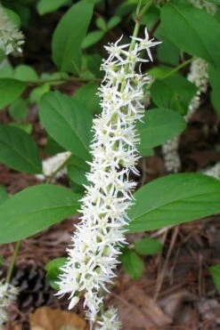 Virginia Sweetspire (Itea Virginica) - 1 Gallon Pot -Home Bloom Garden itea virginica virginia sweetspire 7