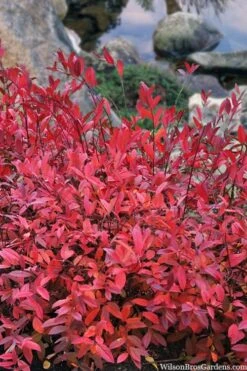 Virginia Sweetspire (Itea Virginica) - 1 Gallon Pot -Home Bloom Garden itea virginica virginia sweetspire 8