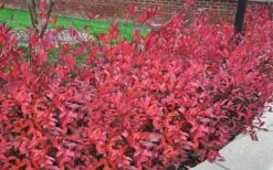 Virginia Sweetspire (Itea Virginica) - 1 Gallon Pot -Home Bloom Garden itea virginica virginia sweetspire 9