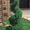 Blue Point Juniper Spiral Topiary - 7 Gallon Pot -Home Bloom Garden juniperus blue point juniper spiral topiary 101