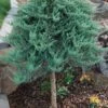 Blue Chip Juniper Tree Form Topiary - 3 Gallon Pot -Home Bloom Garden juniperus horizontalis blue chip juniper topiary tree 1