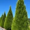 Brodie Eastern Red Cedar - 7 Gallon Pot (3-4') 2 Brodie Eastern Red Cedar - 7 Gallon Pot (3-4') -Home Bloom Garden juniperus virginiana brodie eastern red cedar 2