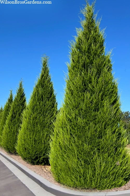 Brodie Eastern Red Cedar - 7 Gallon Pot (3-4') 3 Brodie Eastern Red Cedar - 7 Gallon Pot (3-4')