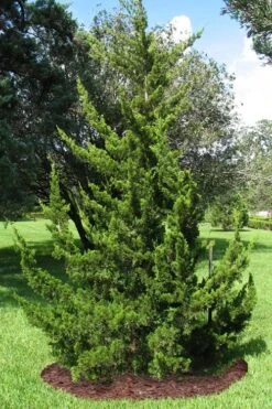 Canaertii Juniper (Red Cedar) - 7 Gallon Pot (4-5') -Home Bloom Garden juniperus virginiana canaertii eatern red cedar 2 2