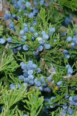 Brodie Eastern Red Cedar - 7 Gallon Pot (4-5') -Home Bloom Garden juniperus virginiana canaertii eatern red cedar 4 3