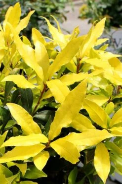 Sicilian Sunshine Sweet Bay Laurel (Laurus Nobilis) - 1 Gallon Pot -Home Bloom Garden laurus nobilis sicilian sunshine sweet bay laurel 2
