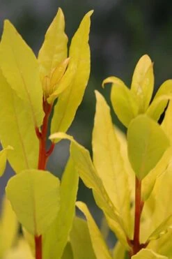 Sicilian Sunshine Sweet Bay Laurel (Laurus Nobilis) - 1 Gallon Pot -Home Bloom Garden laurus nobilis sicilian sunshine sweet bay laurel 5