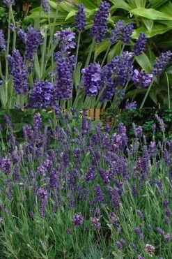 Ellagance Purple English Lavender - 5 Pack Of Quart Pots -Home Bloom Garden lavandula angustifolia ellagance purple english lavender 2