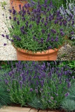 Ellagance Purple English Lavender - 5 Pack Of Quart Pots -Home Bloom Garden lavandula angustifolia ellagance purple english lavender 3
