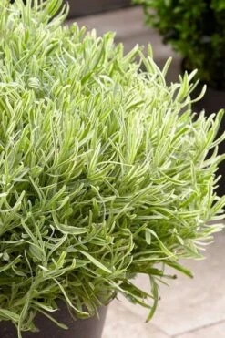 Platinum Blonde English Lavender Plant - 1 Gallon Pot -Home Bloom Garden lavandula angustifolia momparler platinum blonde lavender 5
