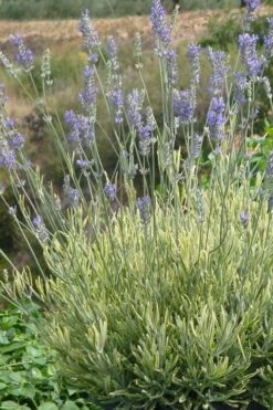 Platinum Blonde English Lavender Plant - 1 Gallon Pot -Home Bloom Garden lavandula angustifolia momparler platinum blonde lavender 7