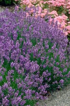 Munstead English Lavender - 6 Pack Of Pint Pots -Home Bloom Garden lavandula angustifolia munstead english lavender 3