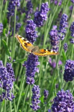 Munstead English Lavender - 6 Pack Of Pint Pots -Home Bloom Garden lavandula angustifolia munstead english lavender 4