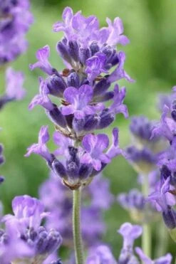 Munstead English Lavender - 6 Pack Of Pint Pots -Home Bloom Garden lavandula angustifolia munstead english lavender 5