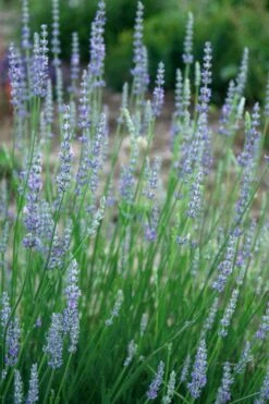 Provence French Lavender - 5 Pack Of Quart Pots 15 Provence French Lavender - 5 Pack Of Quart Pots -Home Bloom Garden lavandula20intermedia provencer french lavender 103