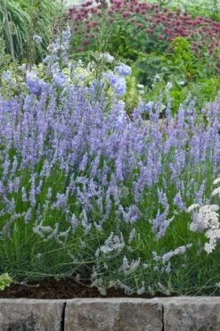 Provence French Lavender - 5 Pack Of Quart Pots 14 Provence French Lavender - 5 Pack Of Quart Pots -Home Bloom Garden lavandula20intermedia provencer french lavender 106