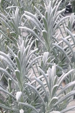 Sensational Lavender - 5 Pack Of Quart Pots -Home Bloom Garden lavender intermedia sensational 1 1