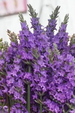 Sensational Lavender - 5 Pack Of Quart Pots -Home Bloom Garden lavender intermedia sensational 2 1