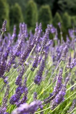 Grosso Lavender - 5 Pack Of Quart Pots 12 Grosso Lavender - 5 Pack Of Quart Pots -Home Bloom Garden lavendula intermedia grosso french lavender 2