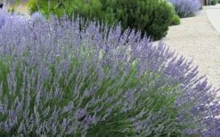 Grosso Lavender - 10" Patio Pot -Home Bloom Garden lavendula intermedia grosso french lavender 4 2