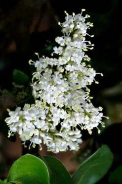 Waxleaf Ligustrum - 1 Gallon Pot -Home Bloom Garden ligustrum japonicum waxleaf privet 1