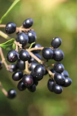 Waxleaf Ligustrum - 6 Pack Of 1 Gallon Pots -Home Bloom Garden ligustrum japonicum waxleaf privet 2 1